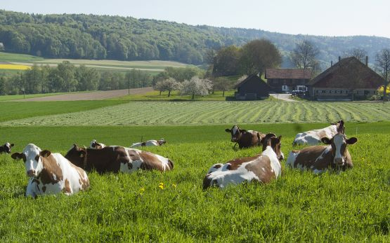 mixed-farming-systems-nqf-2-qualification